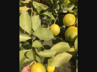 albina dzhanabaeva shoots a tree with lemons milf