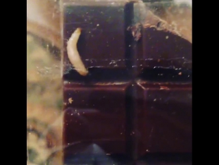 stas piekha was presented with chocolate with a worm (video)